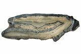 Mammoth Molar Slice With Case - South Carolina #350005-1